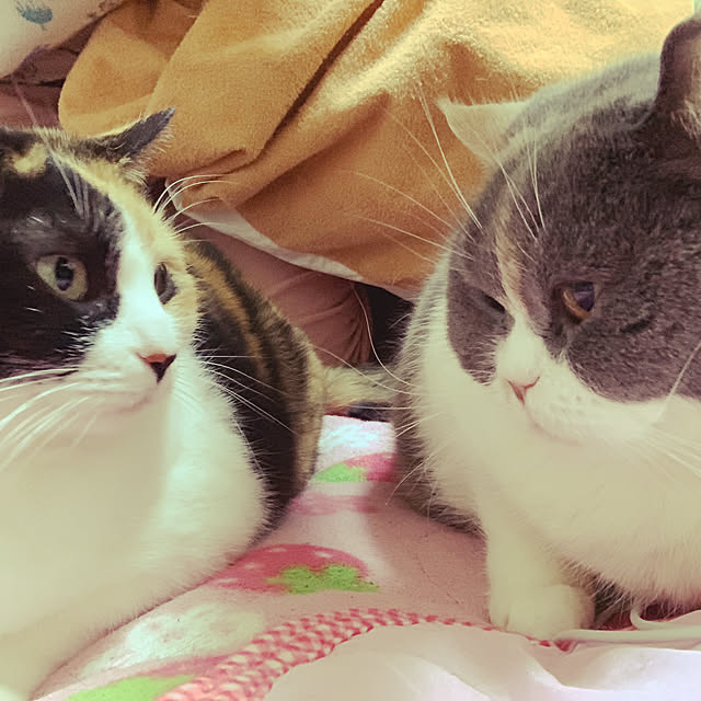 tsugumo8300さんの実例写真