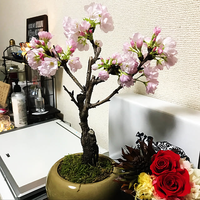 mikaさんの実例写真