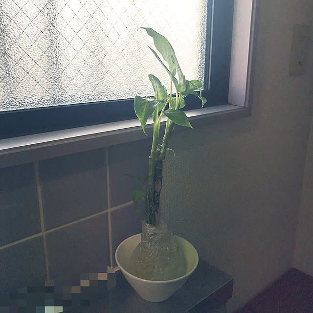 掃除しやすく/築古/いぬのいる暮らし/観葉植物/100均...などのインテリア実例 - 2021-07-24 08:19:10