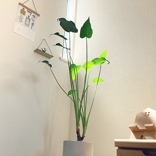 suna_kitsuneさんの実例写真