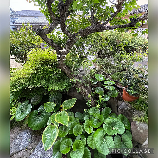 buchiさんの実例写真