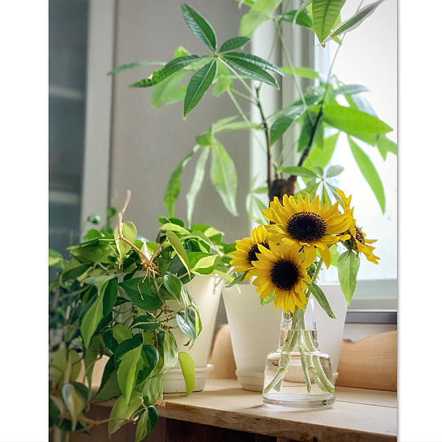 季節を楽しむ/観葉植物/花が好き/庭の花/サカタのタネモニター...などのインテリア実例 - 2019-08-06 20:59:08