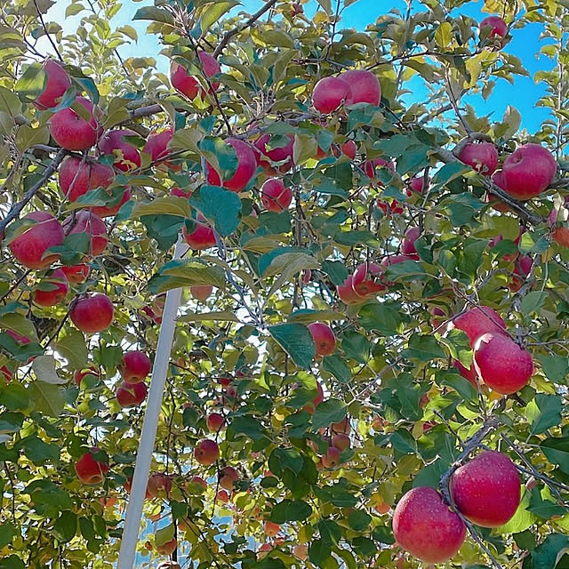 cherrycherryさんの実例写真