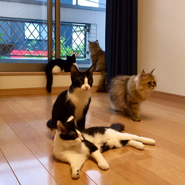 butachanさんの実例写真