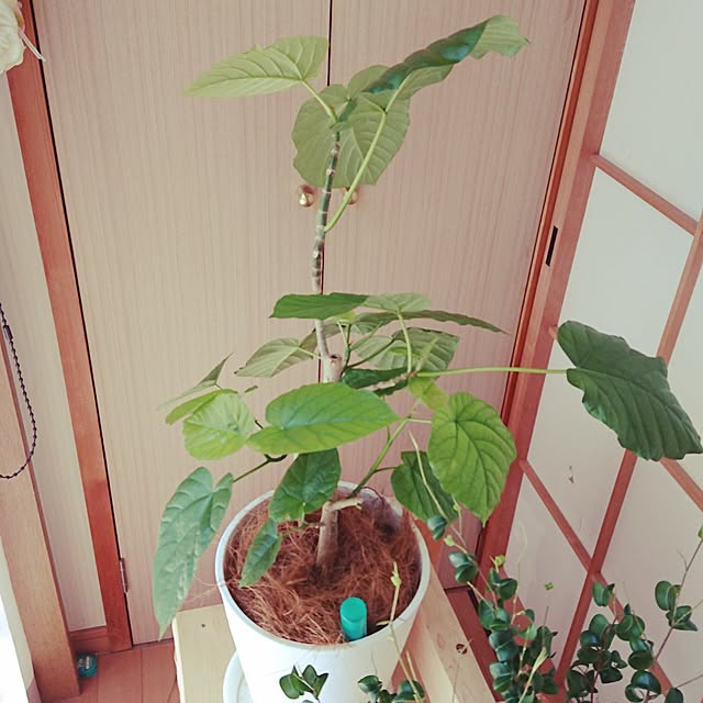 chichi888さんの実例写真