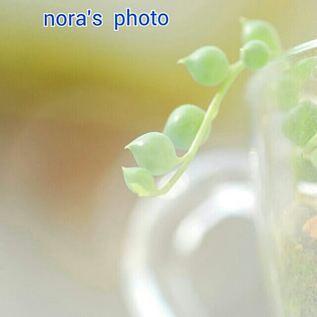 NORAさんの実例写真
