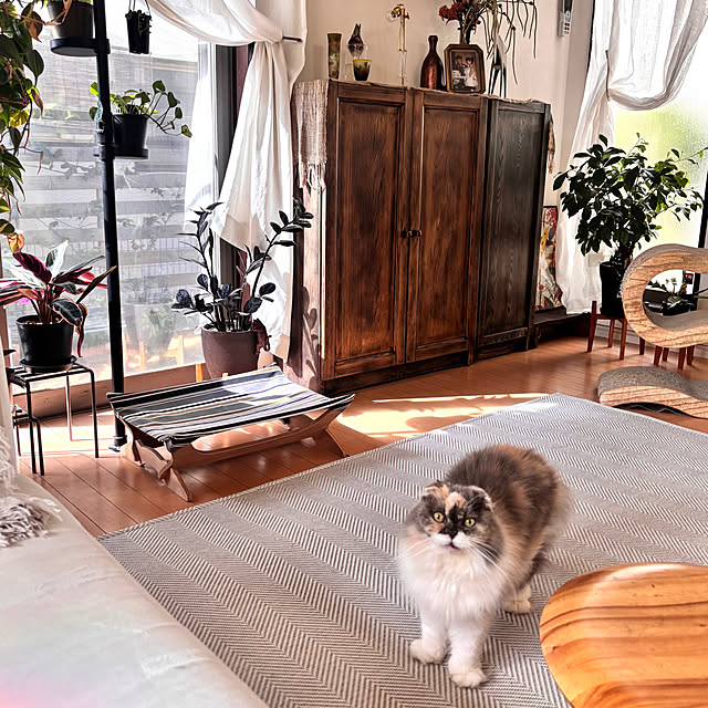 greycatsさんの実例写真