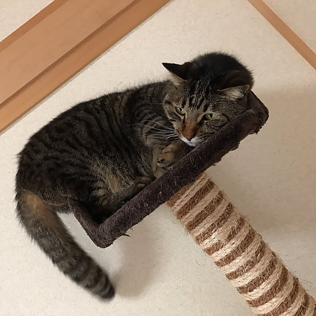 maaさんの実例写真