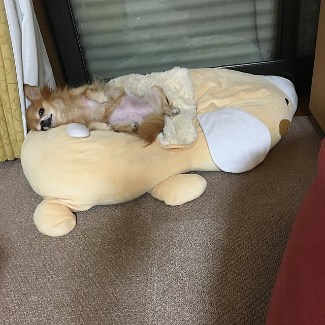 koroさんの実例写真