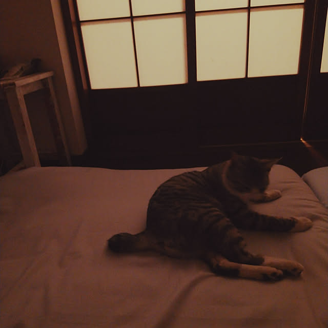 Mikaさんの実例写真