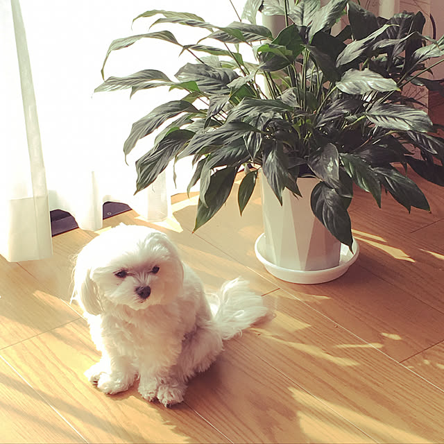 hanamilkoさんの実例写真