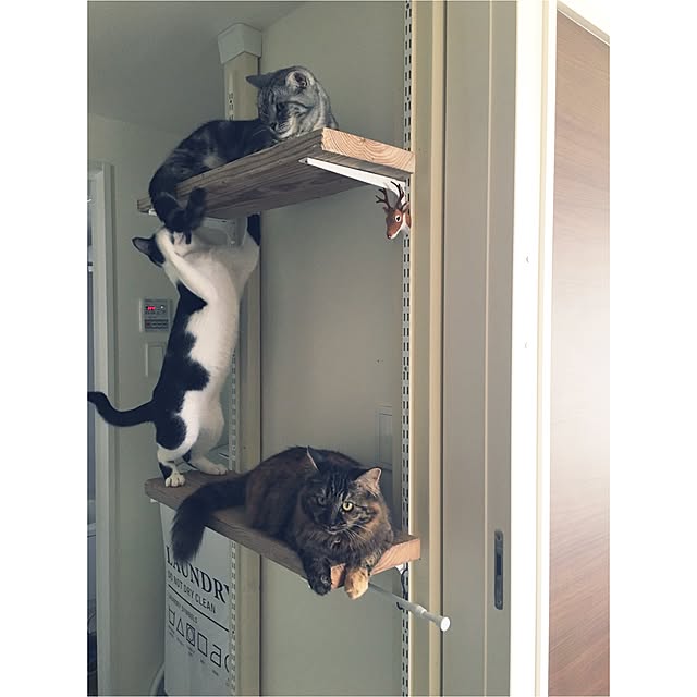 mikomaruさんの実例写真