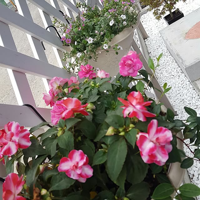 rirekaさんの実例写真
