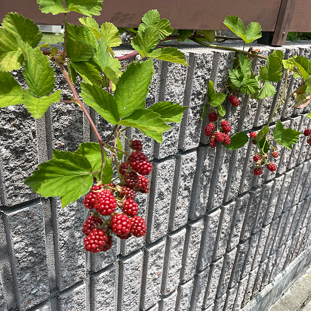 micaさんの実例写真