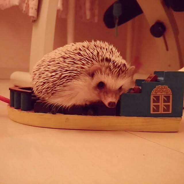 kuruさんの実例写真