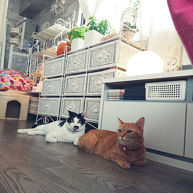 asuminさんの実例写真