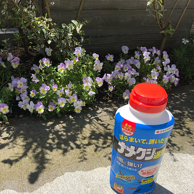 Shihoさんの実例写真