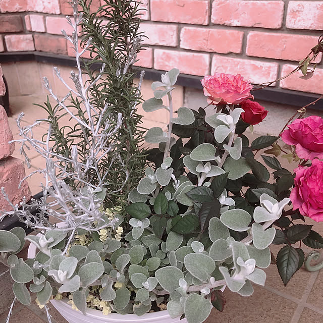 mi-hayaさんの実例写真