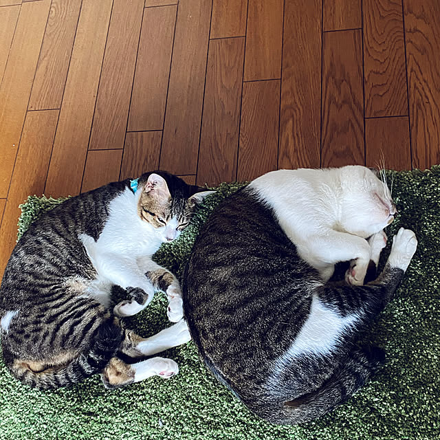 uruさんの実例写真