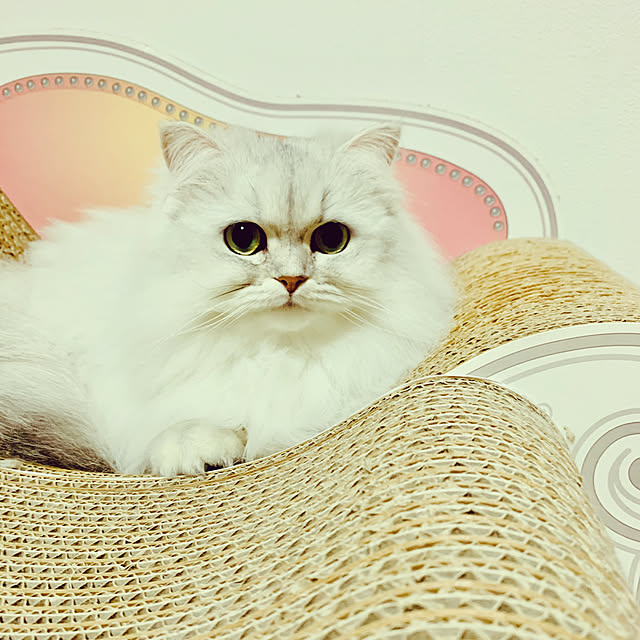 Aliceさんの実例写真