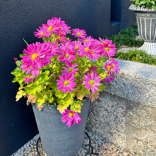 violetさんの部屋