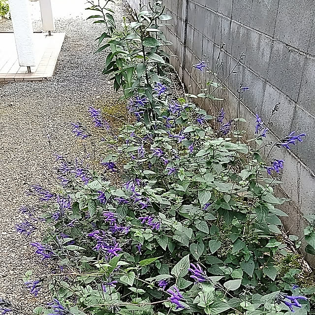 hiroさんの実例写真