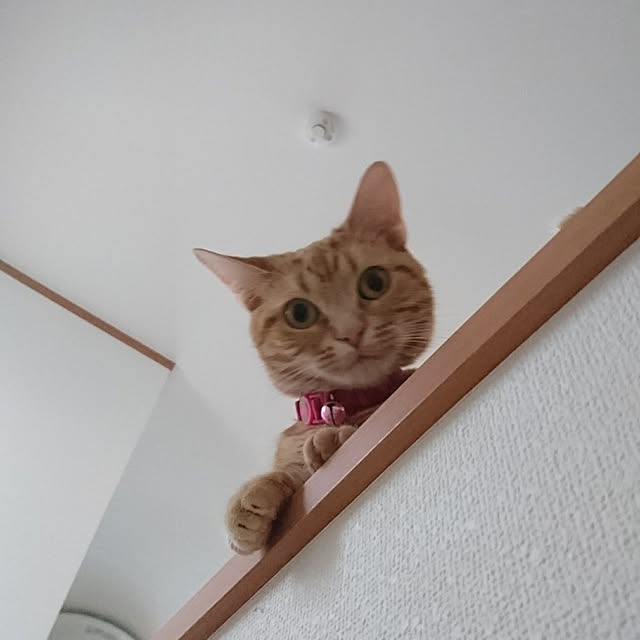 shinobuさんの実例写真