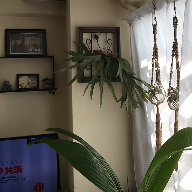 taro_sakuraさんの実例写真