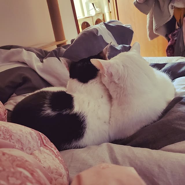 HOTARU.catさんの部屋
