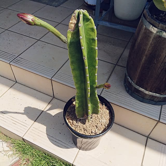 ot-gardenさんの実例写真