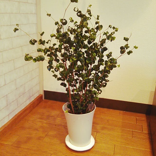 chiさんの実例写真
