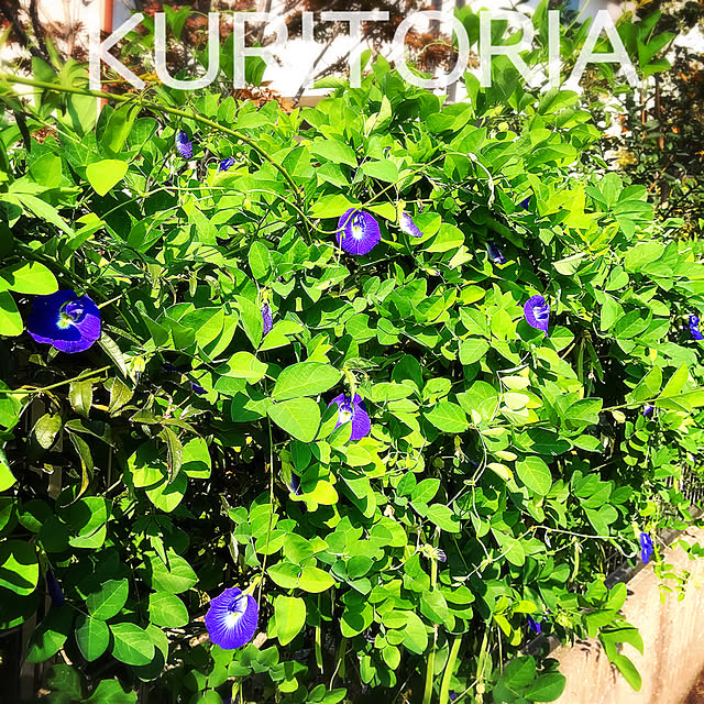 portulacaさんの実例写真