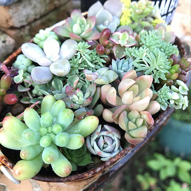 **yuu**さんの実例写真