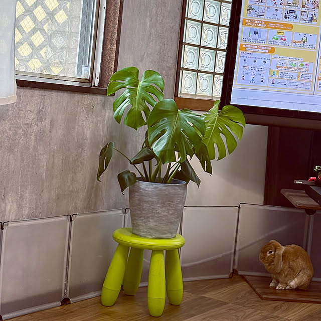 harumiさんの実例写真