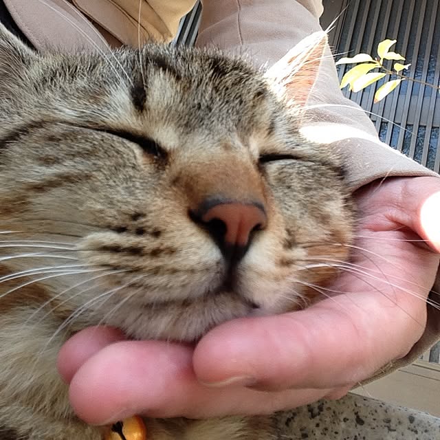 yufullfullさんの実例写真