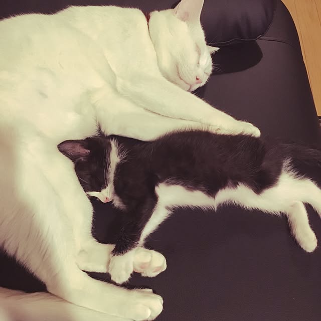 yucoさんの実例写真