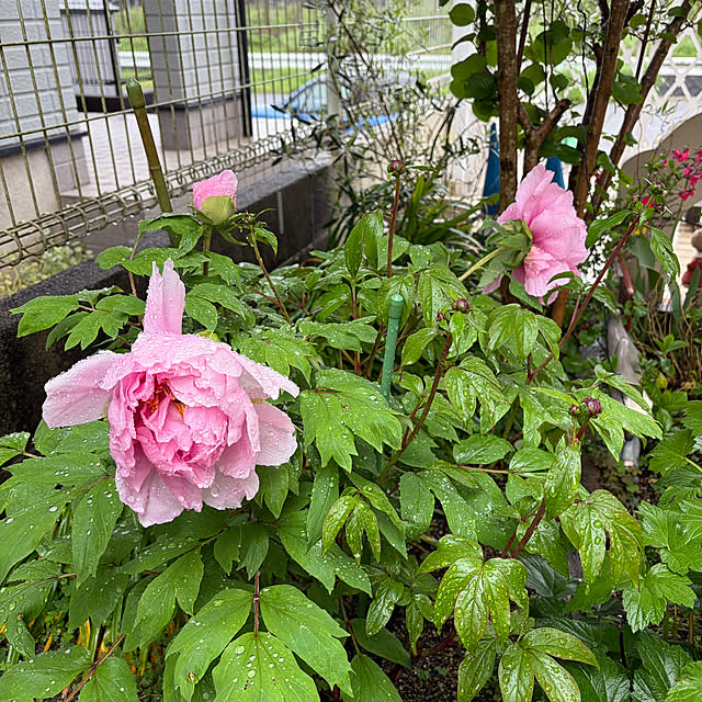 chIoeさんの実例写真