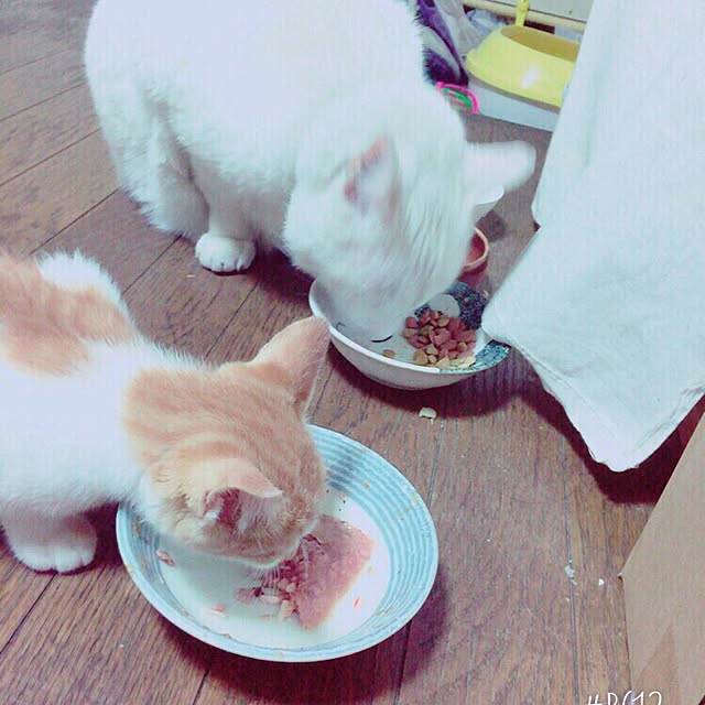 kamechanさんの実例写真