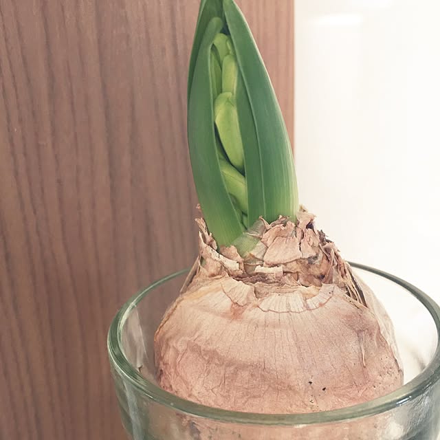 Gyaridoriさんの実例写真
