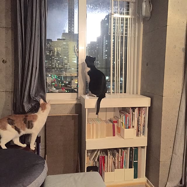 ziziguguさんの実例写真