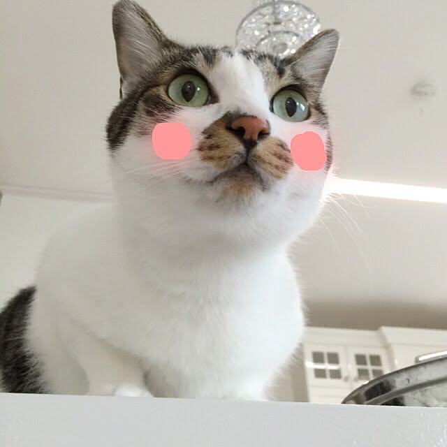 yuchiさんの実例写真
