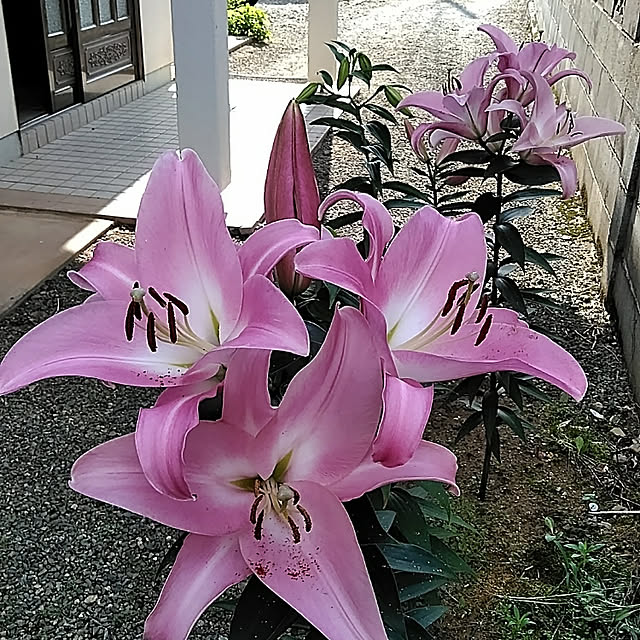 hiroさんの実例写真