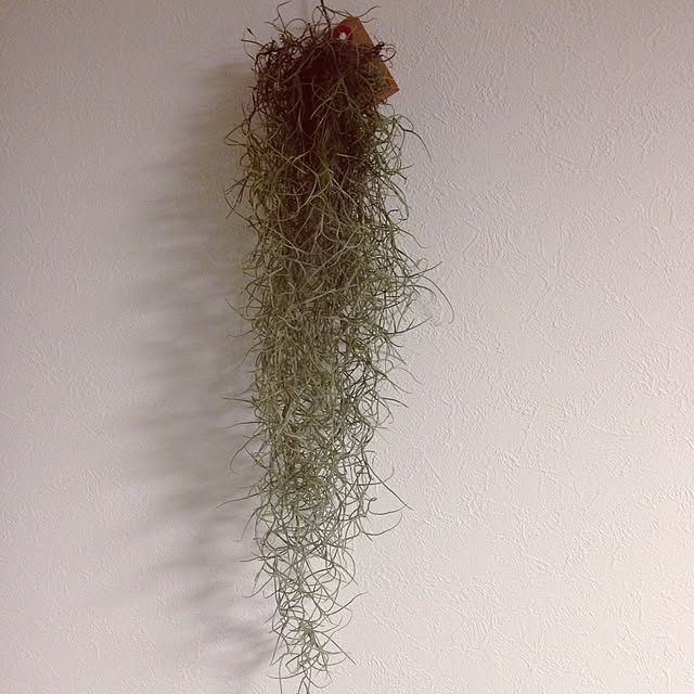 部屋全体/植物/観葉植物のインテリア実例 - 2015-03-25 21:00:41