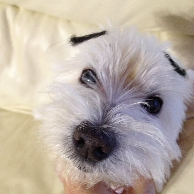 cooさんの実例写真