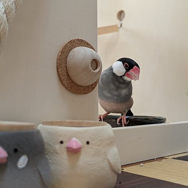 escargotさんの部屋