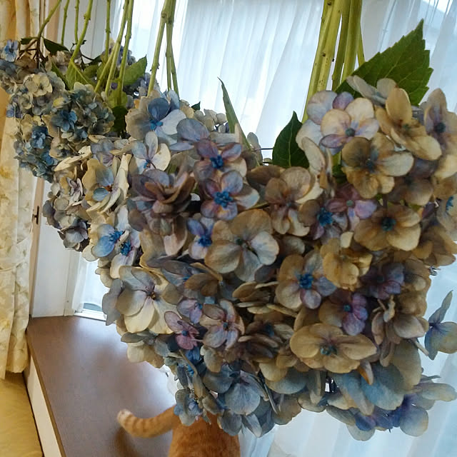 yum0408さんの実例写真