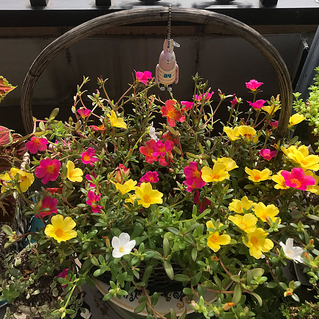 fuyiqian1026さんの実例写真