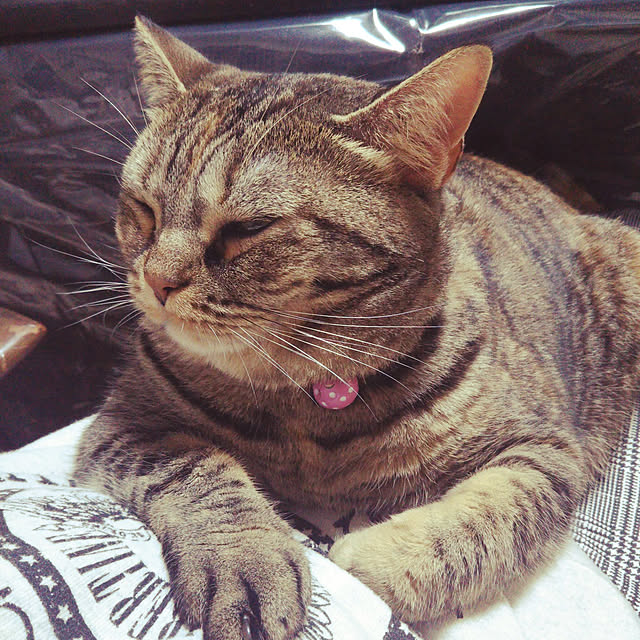 runaさんの実例写真