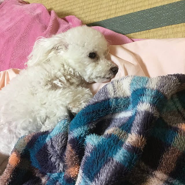 kakoさんの実例写真