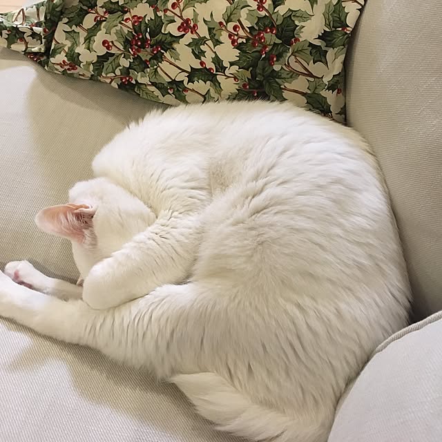 riechanさんの実例写真